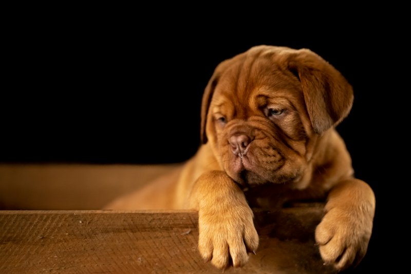 Hunde-Autositz & Reisebett (Wasserdichter Booster-Sitz)
