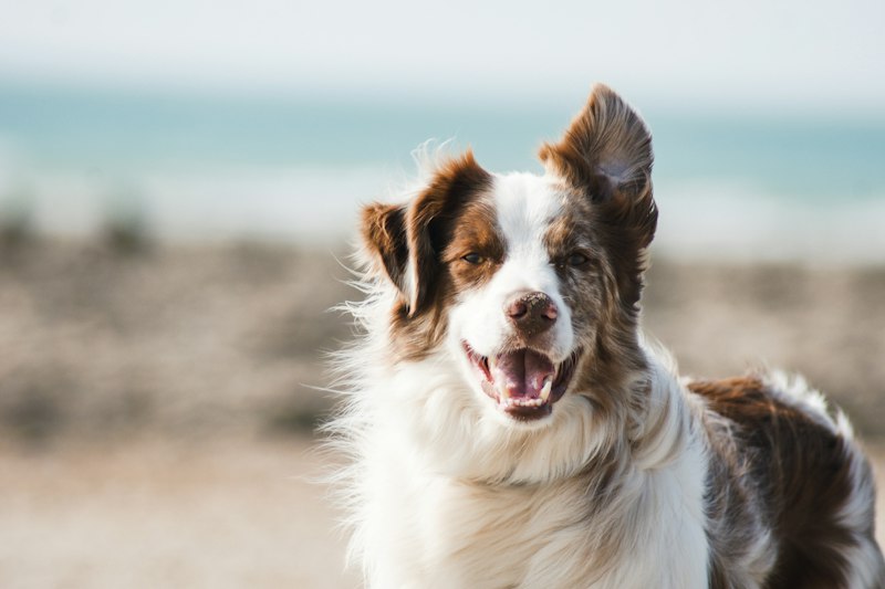 FEINKRAM Selbstreinigende Unterfellbürste zur schonenden Entfilzung und Fellpflege beim Hund